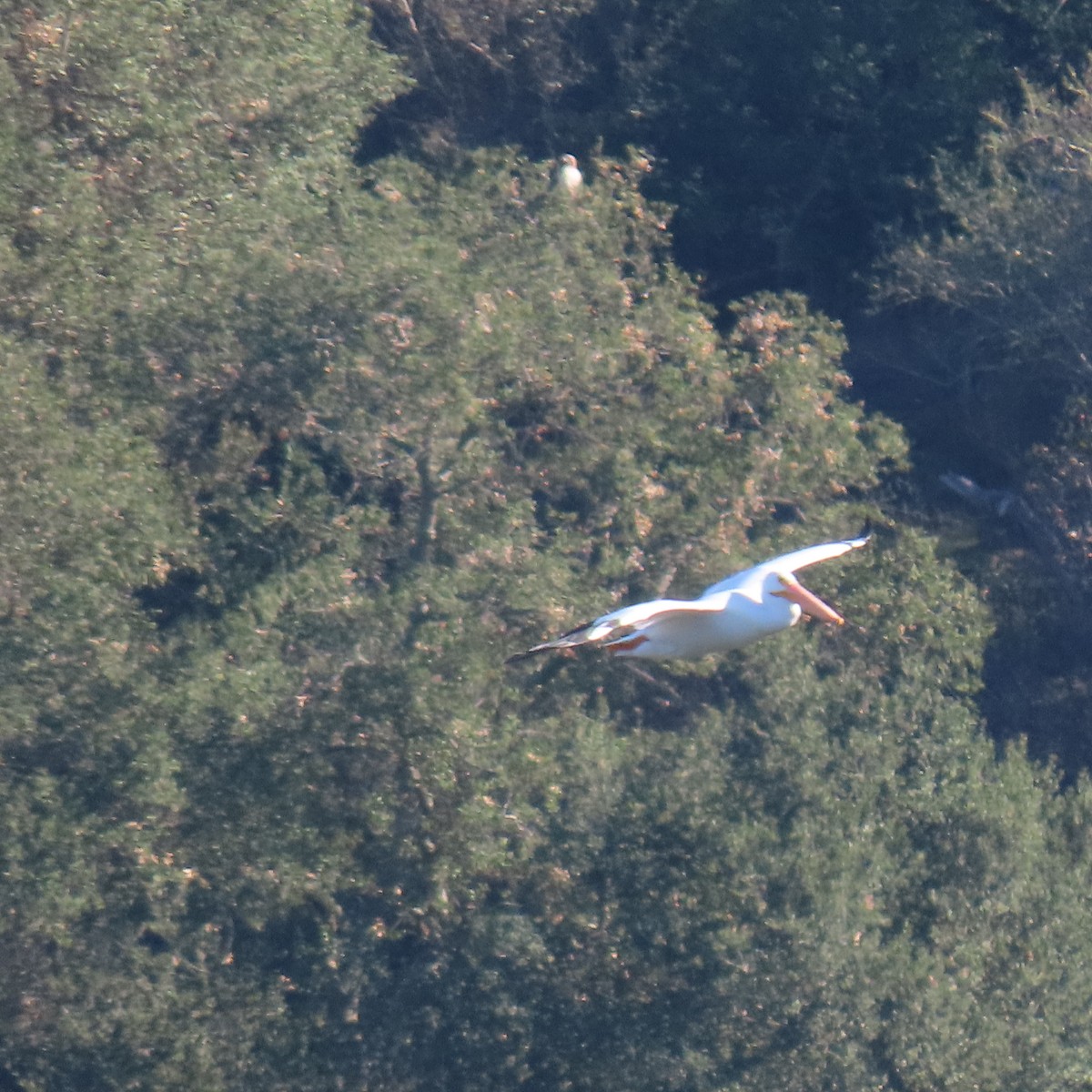 American White Pelican - ML646557908