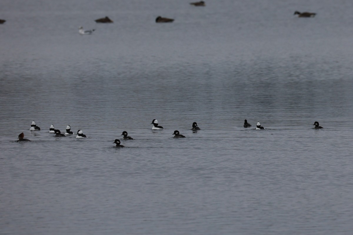 Bufflehead - ML646557909