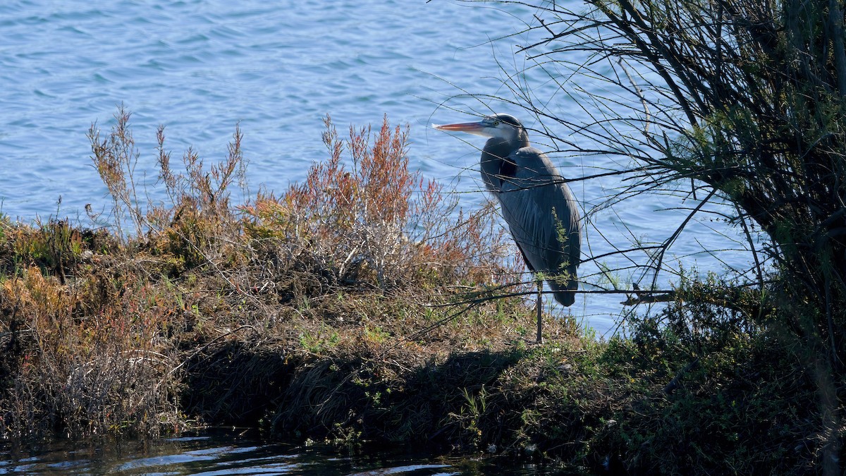 Great Blue Heron - ML646557917