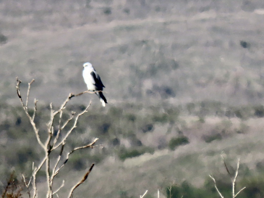 White-tailed Kite - ML646557918