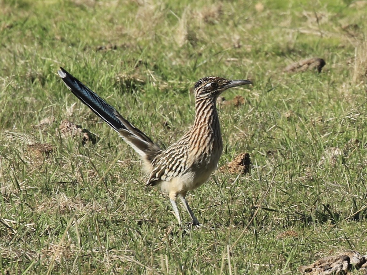 Greater Roadrunner - ML646557920