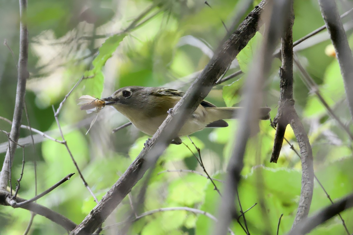 Dwarf Vireo - ML646557922