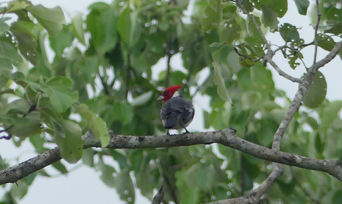 Cardenilla Crestada - ML646557923