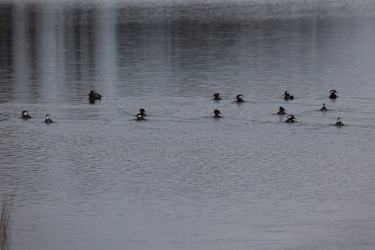 Hooded Merganser - ML646557924