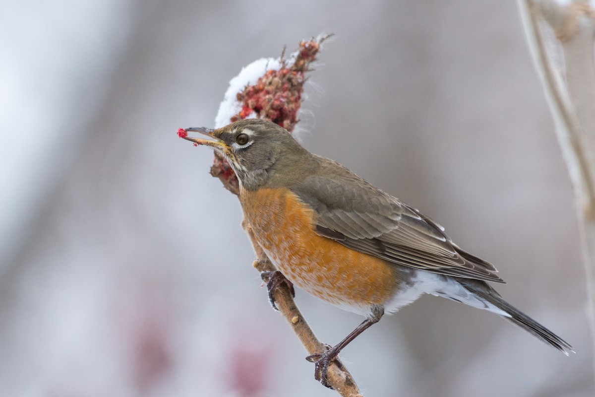 American Robin - ML646557925