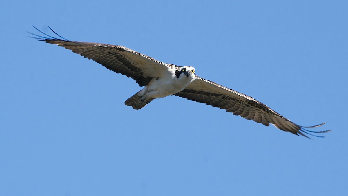 Osprey - ML646557926