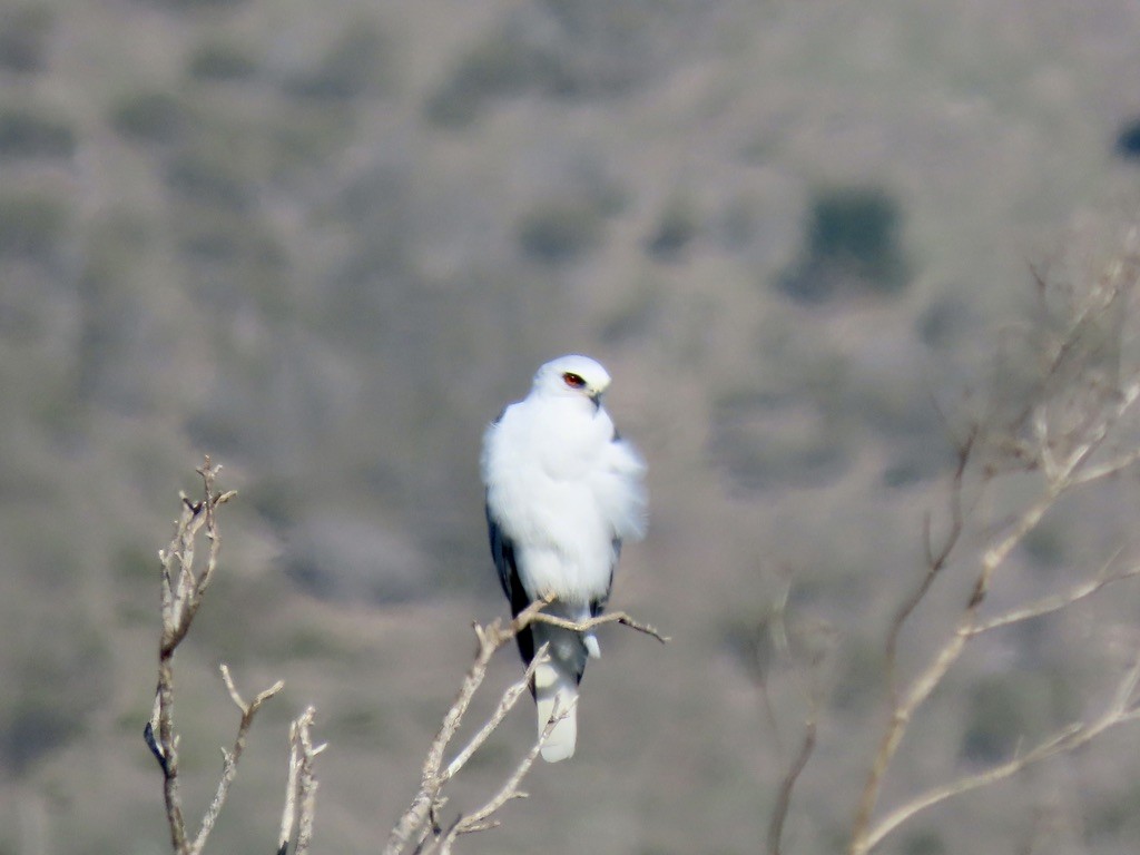 White-tailed Kite - ML646557927
