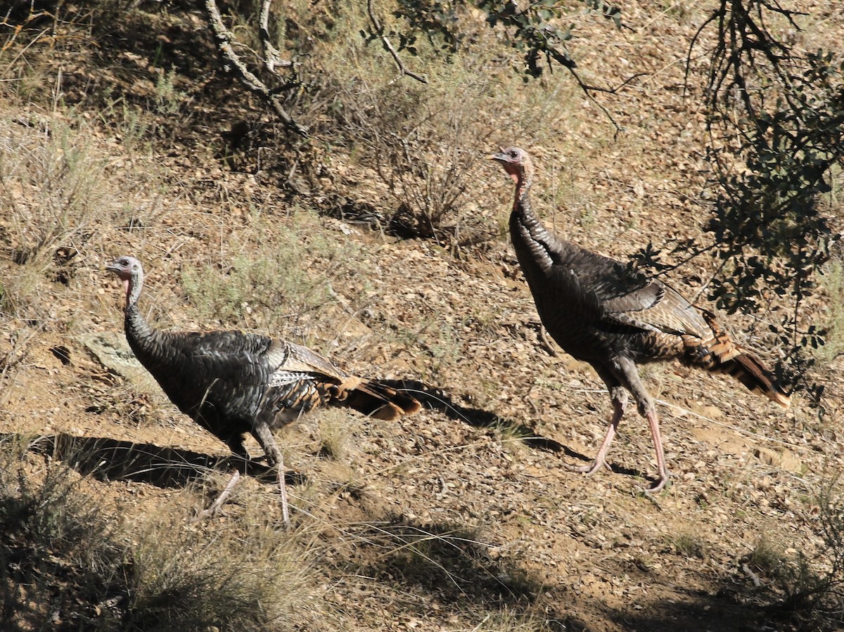 Wild Turkey - ML646557928