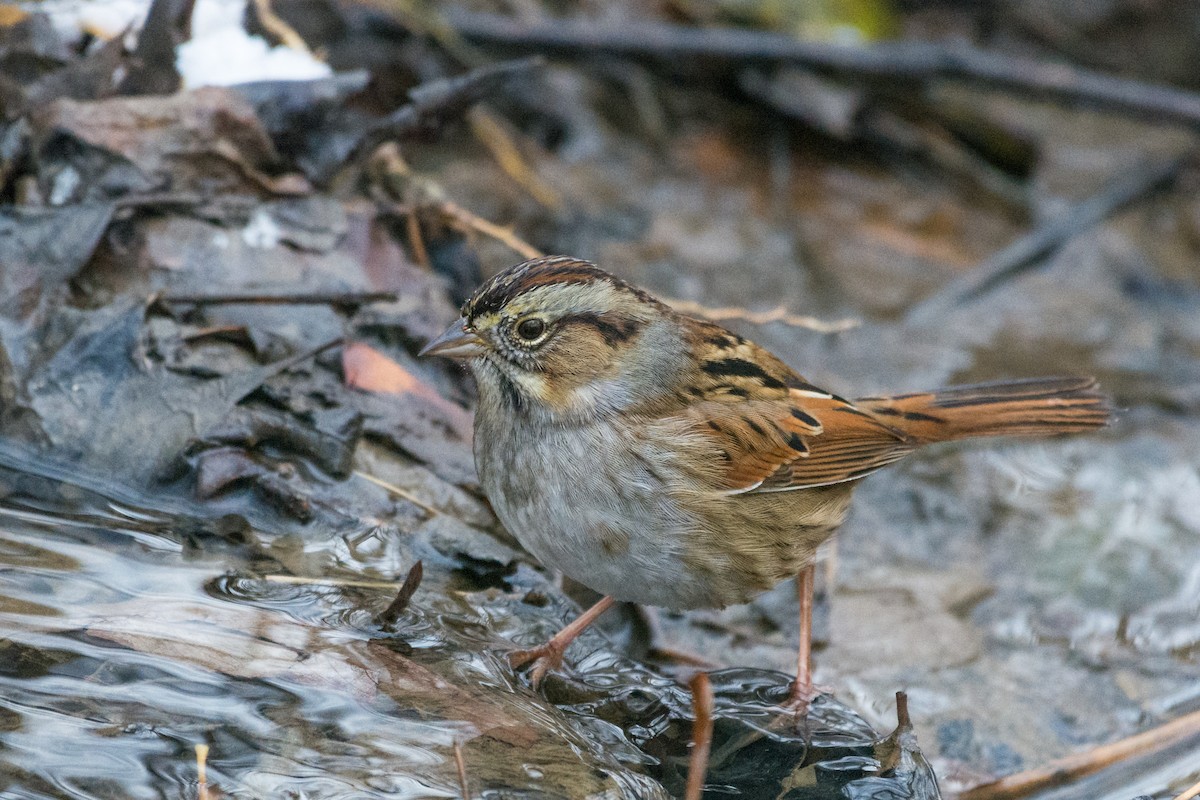 Swamp Sparrow - ML646557929