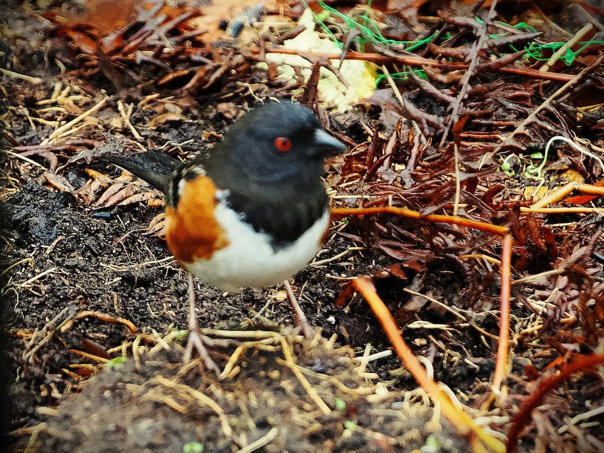 Spotted Towhee - ML646557930