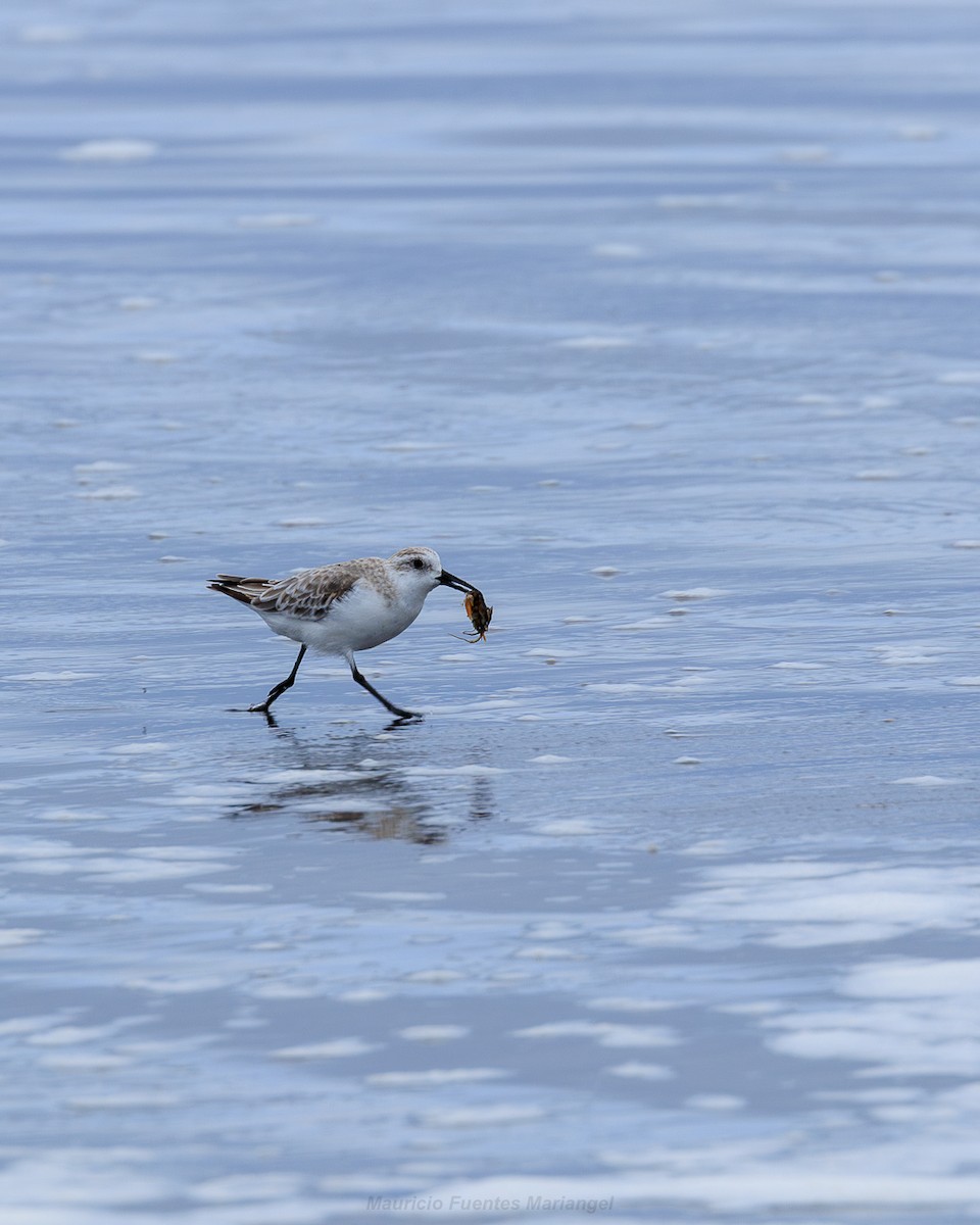 Sanderling - ML646557931