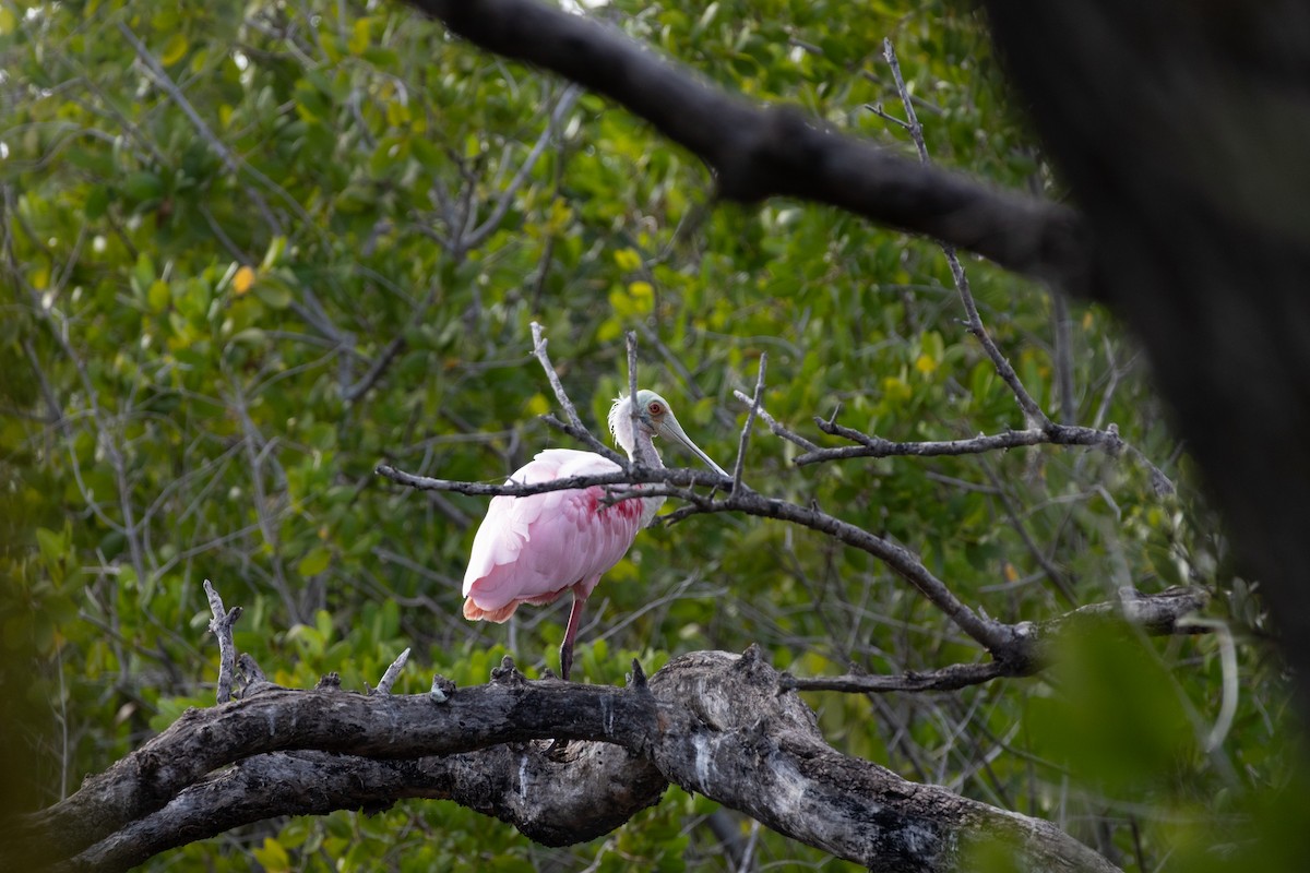 Espátula Rosada - ML646557932
