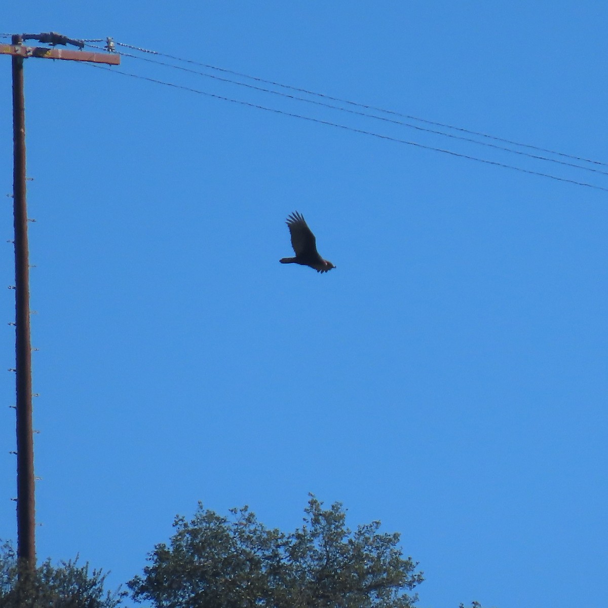 Turkey Vulture - ML646557935