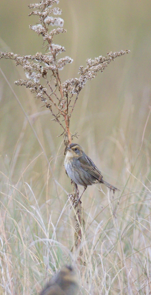 nålstjertspurv - ML646557937