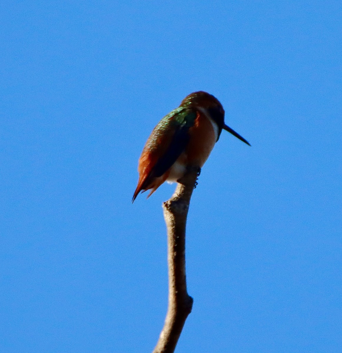 Allen's Hummingbird - ML646557938
