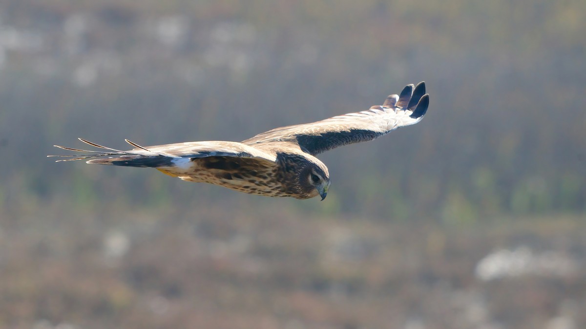 Northern Harrier - ML646557939