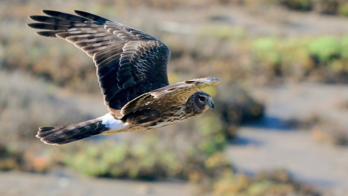 Northern Harrier - ML646557940