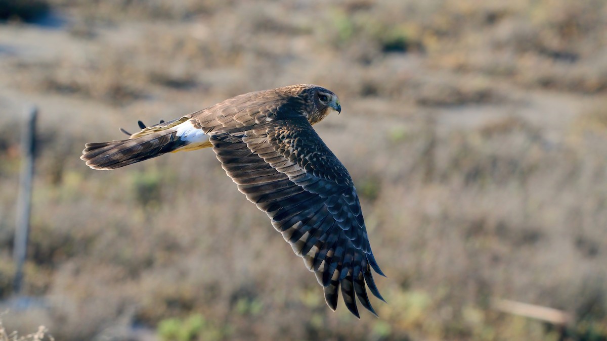 Northern Harrier - ML646557941
