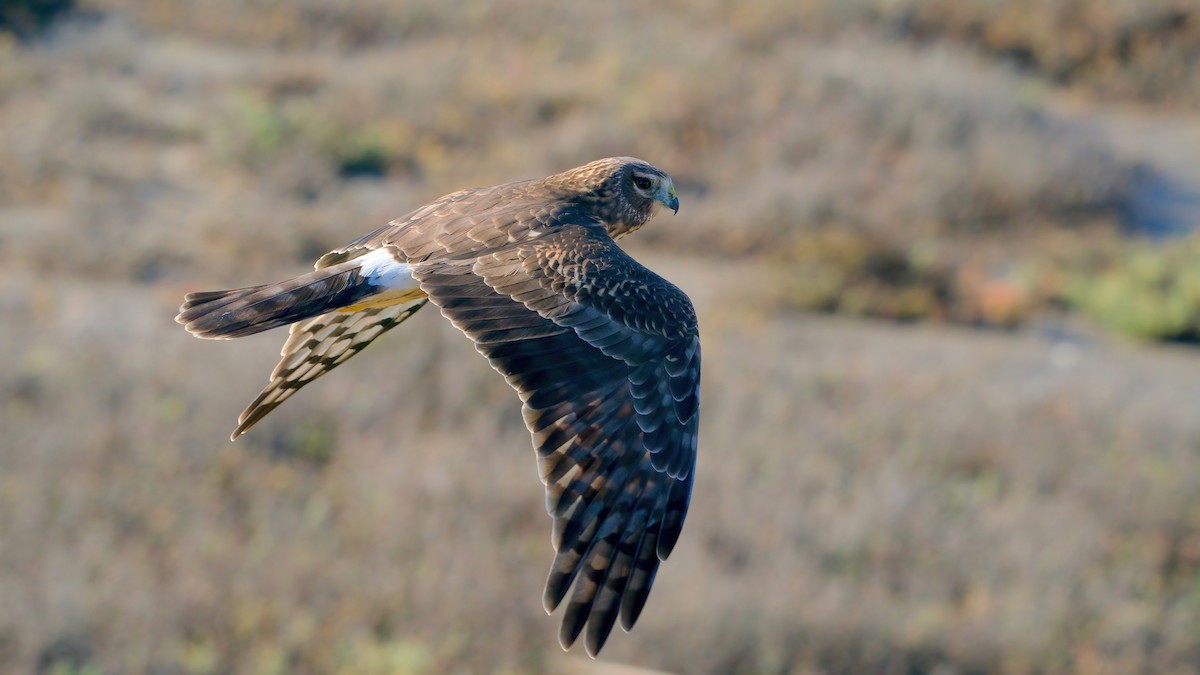 Northern Harrier - ML646557942