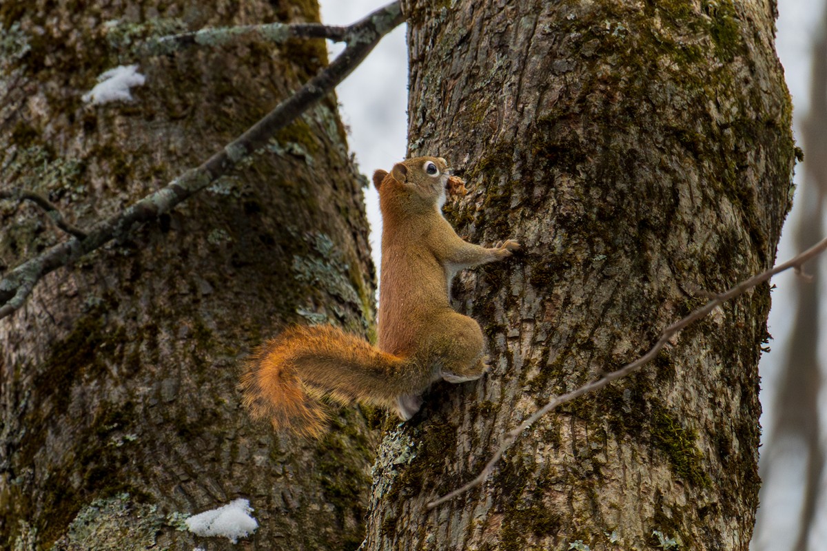 American Red Squirrel - ML646557946