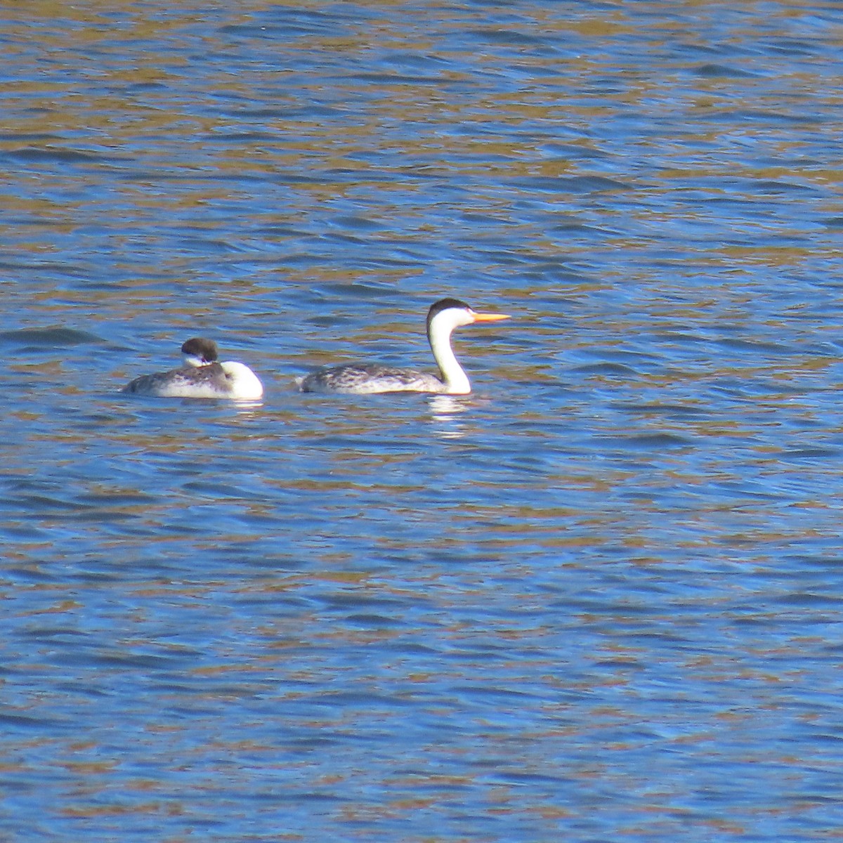 Clark's Grebe - ML646557952