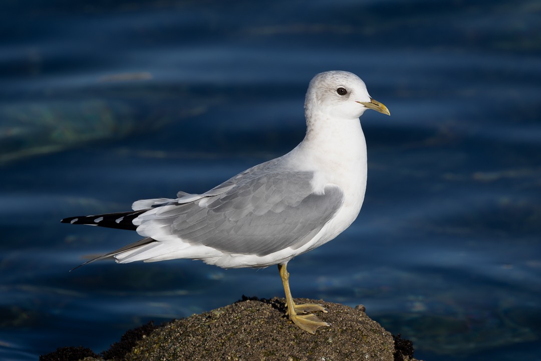 Short-billed Gull - ML646557953