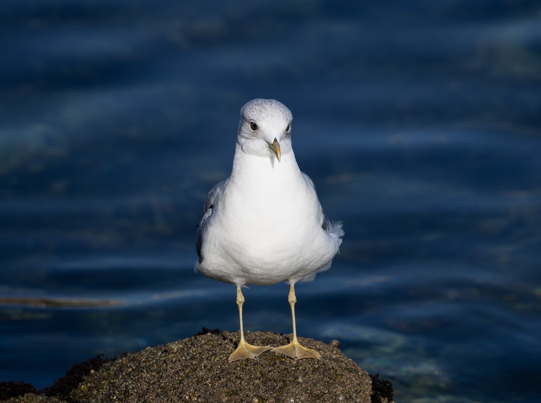 Short-billed Gull - ML646557954