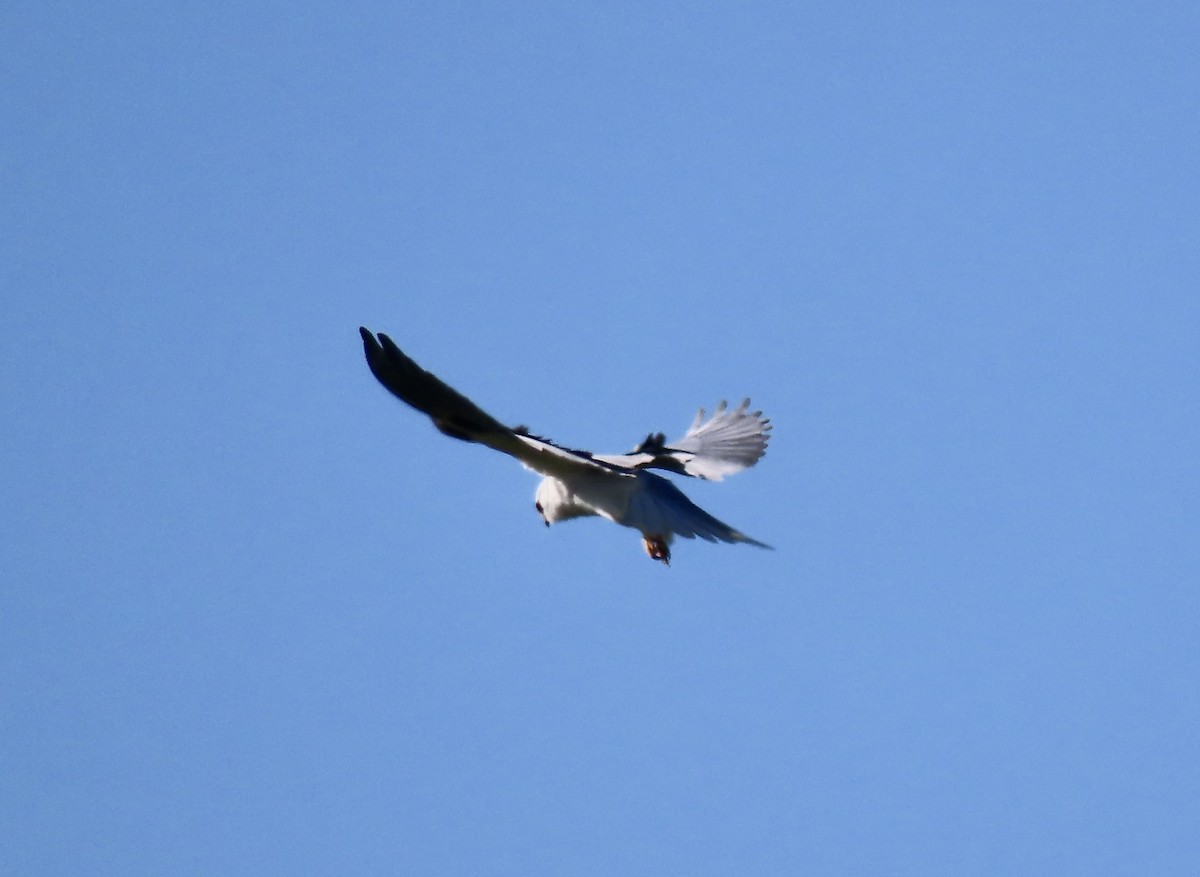 White-tailed Kite - ML646557955