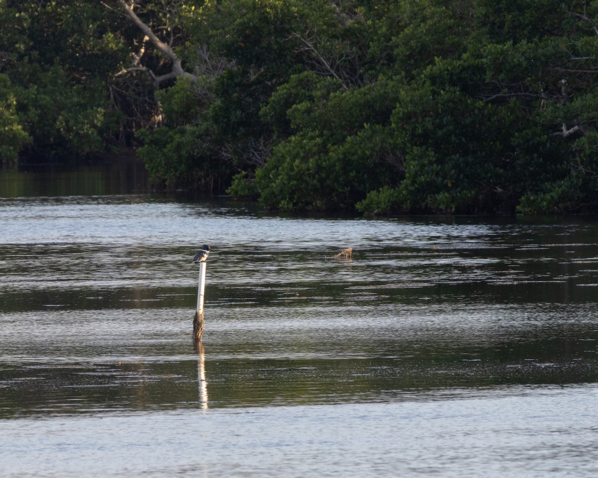 Martín Gigante Norteamericano - ML646557956