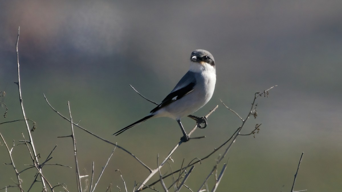 Loggerhead Shrike - ML646557957