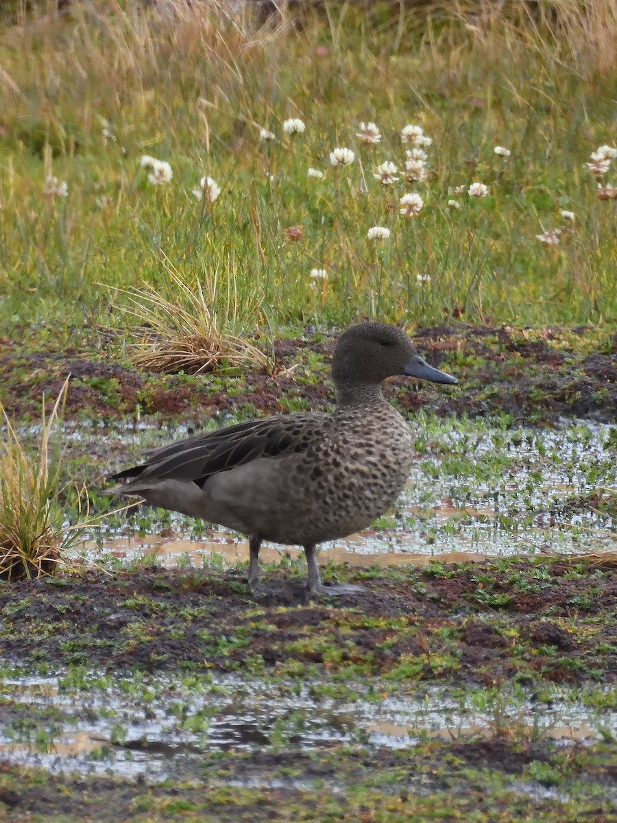 Andean Teal (Andean) - ML646557958