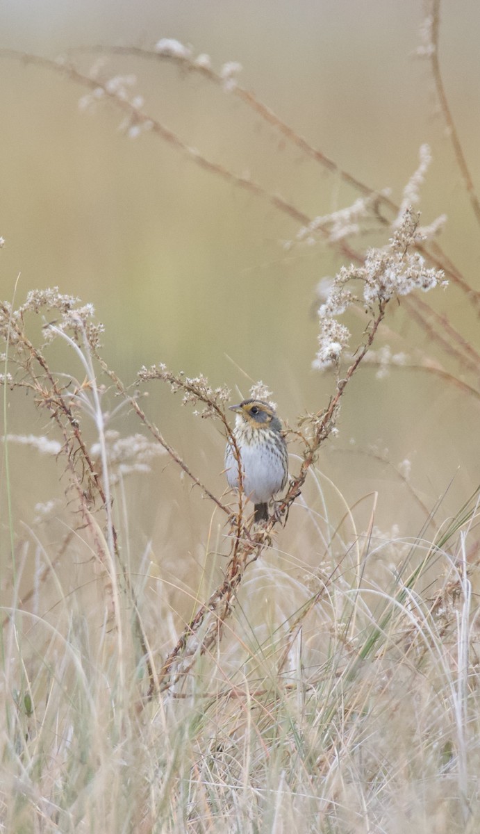 Saltmarsh Sparrow - ML646557962