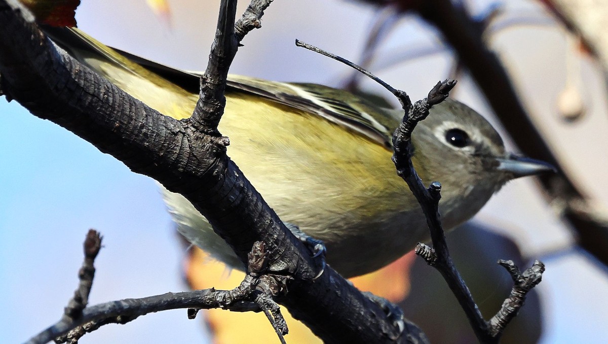 Cassin's Vireo - ML646557963