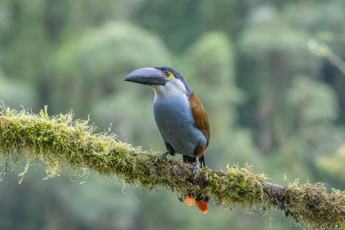 Андигена білощока - ML646557969