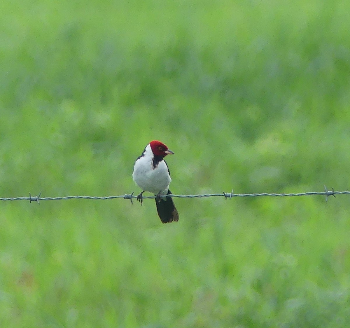 Cardenilla Capirroja (Sureña) - ML646557972