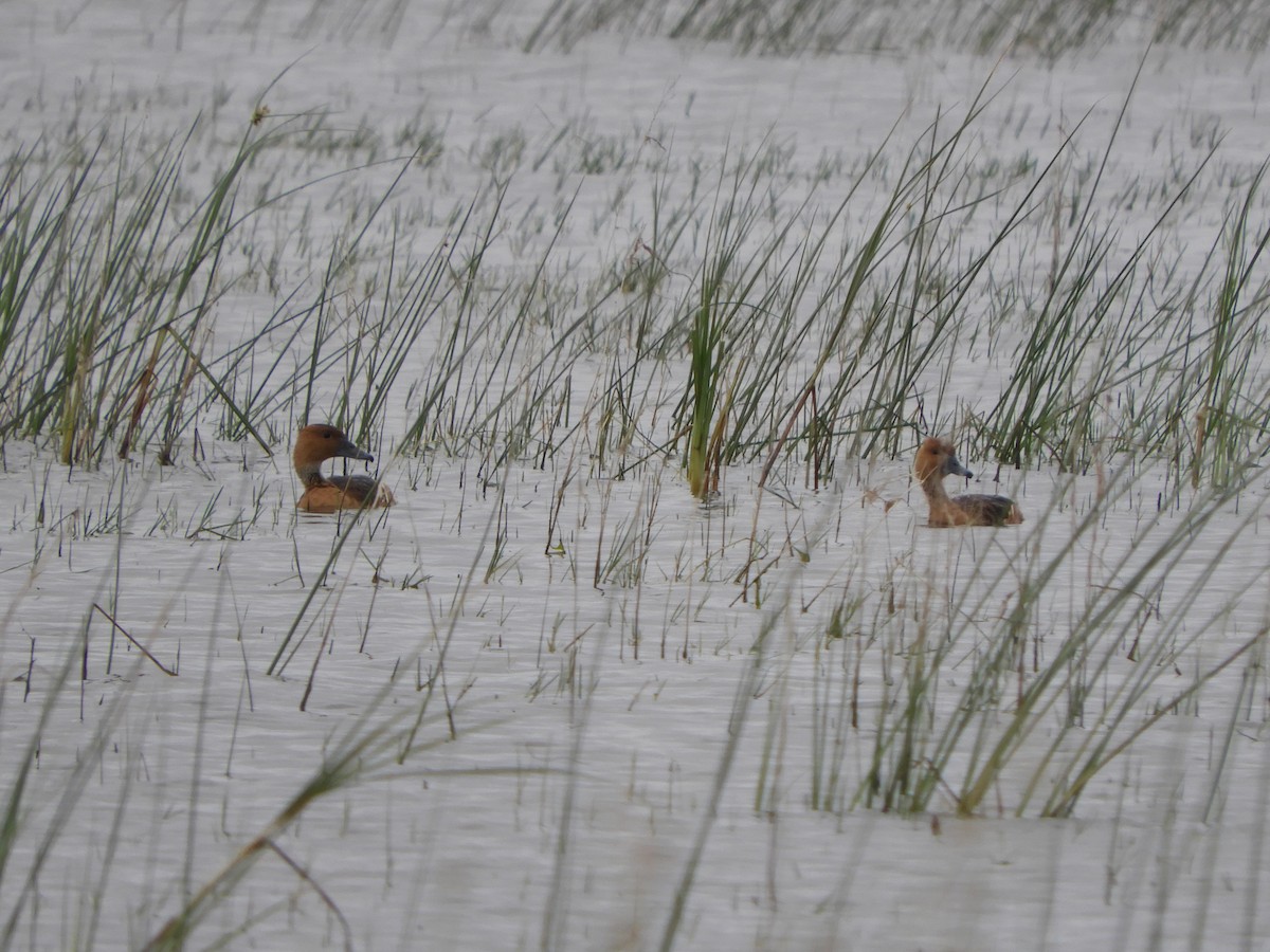 Fulvous Whistling-Duck - ML646557973