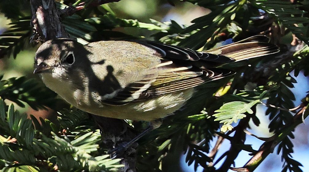 Cassin's Vireo - ML646557974