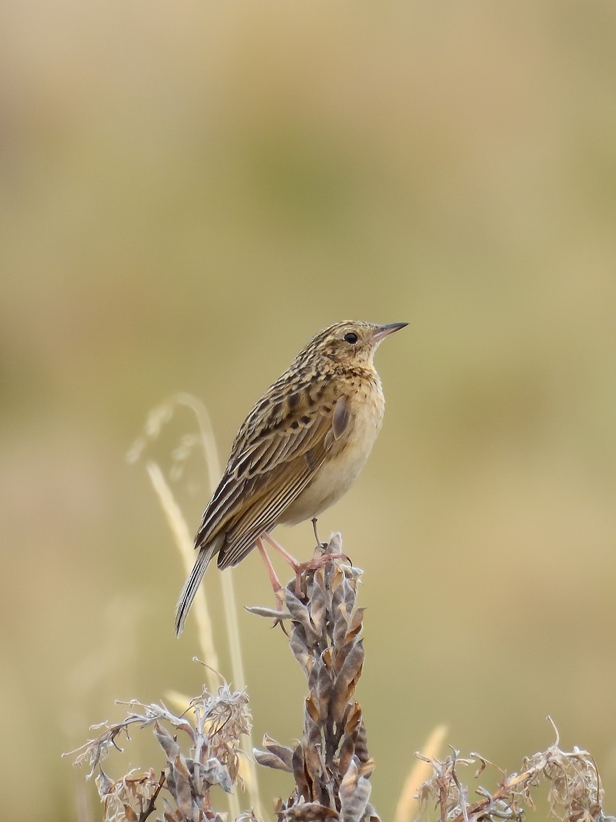 Paramo Pipit - ML646557990