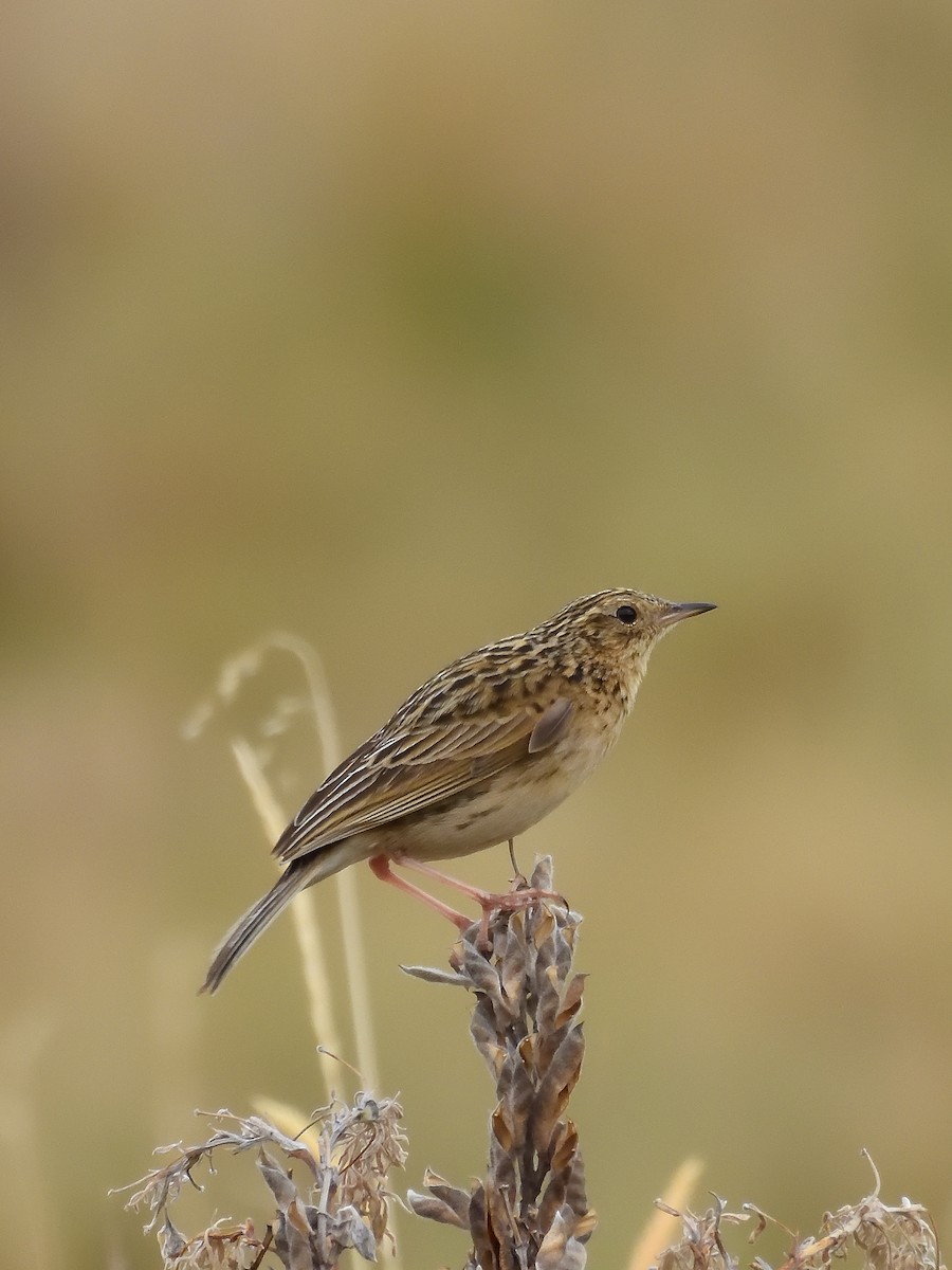 Paramo Pipit - ML646557991