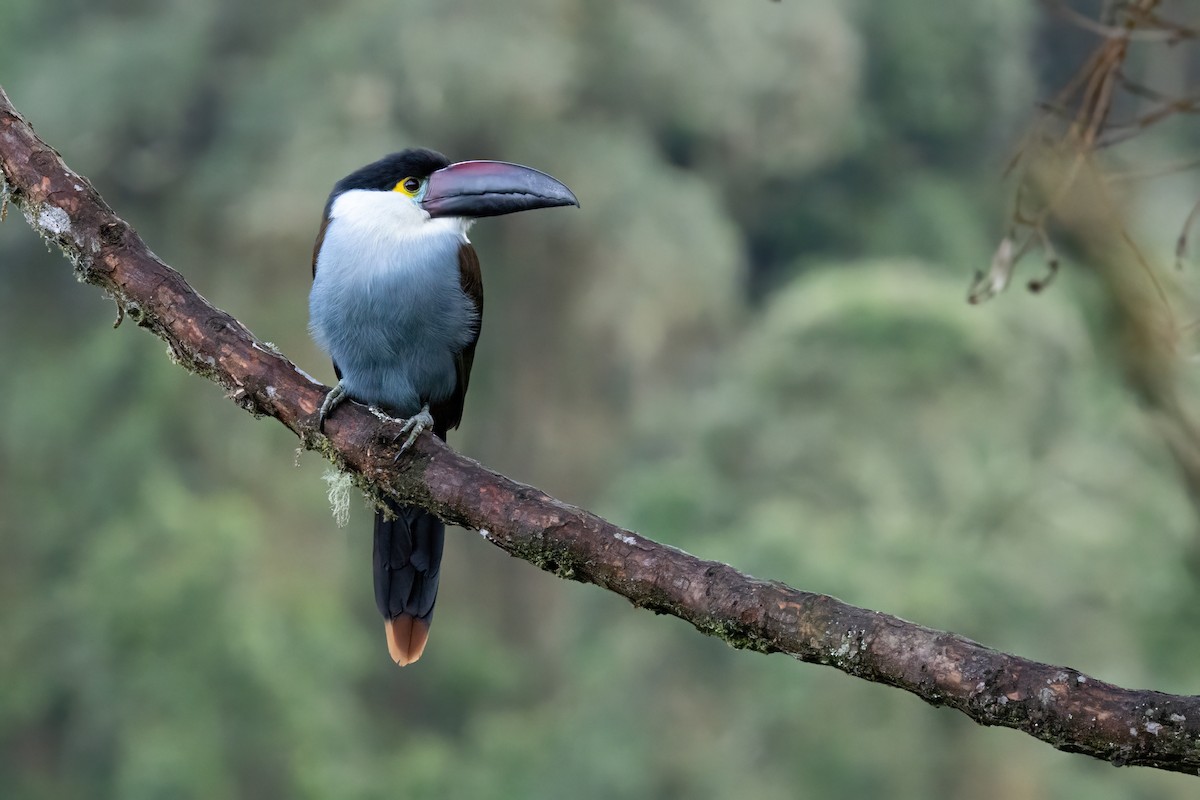 Андигена білощока - ML646557992