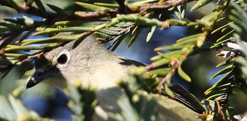 Cassin's Vireo - ML646557996