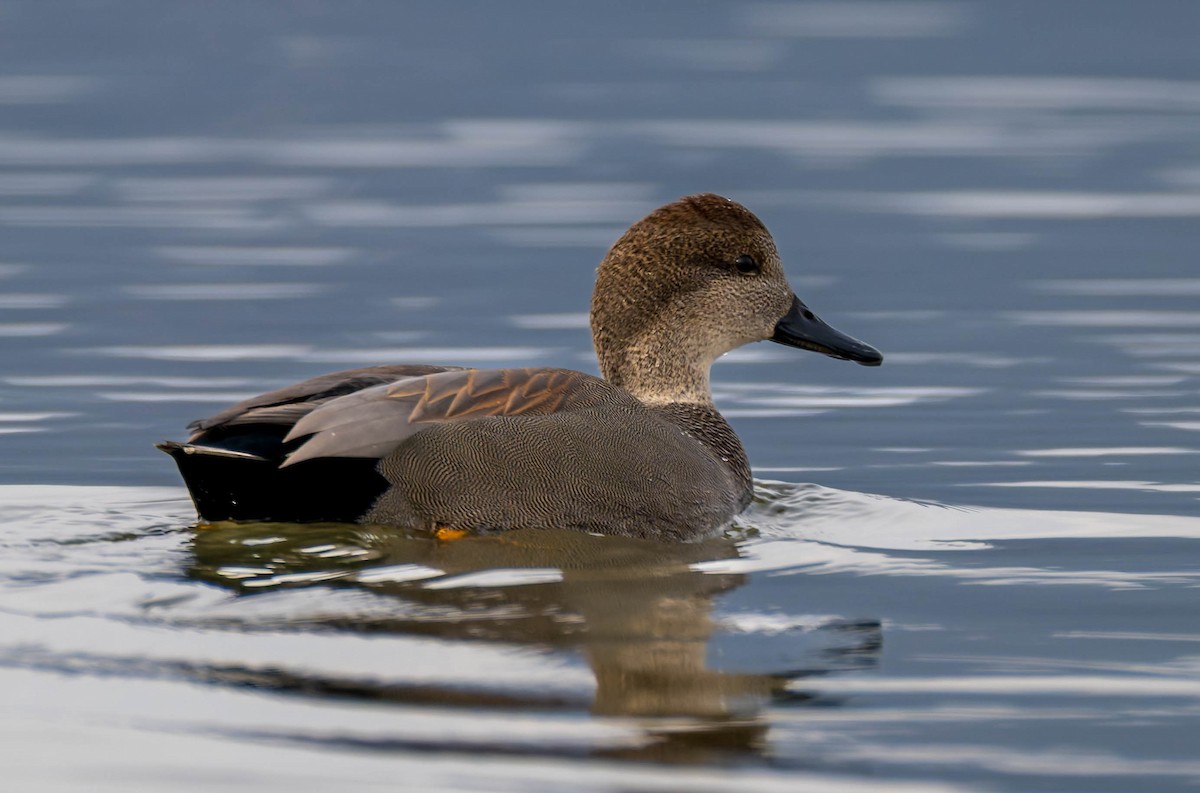 Gadwall - ML646557997