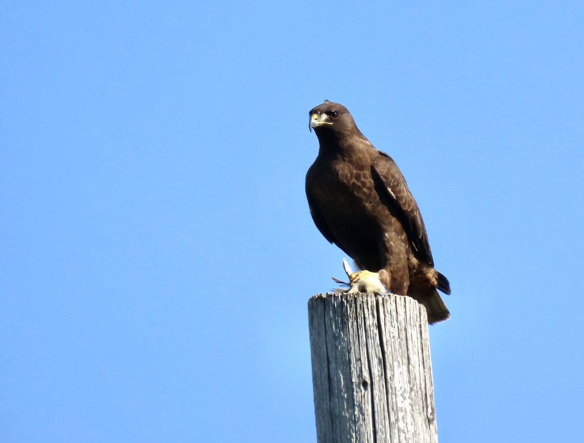 Red-tailed Hawk - ML646557998
