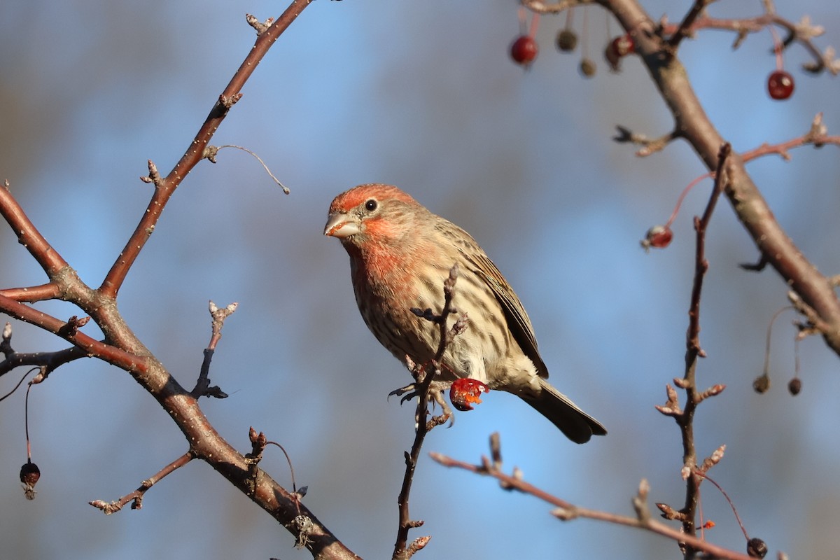 House Finch - ML646557999