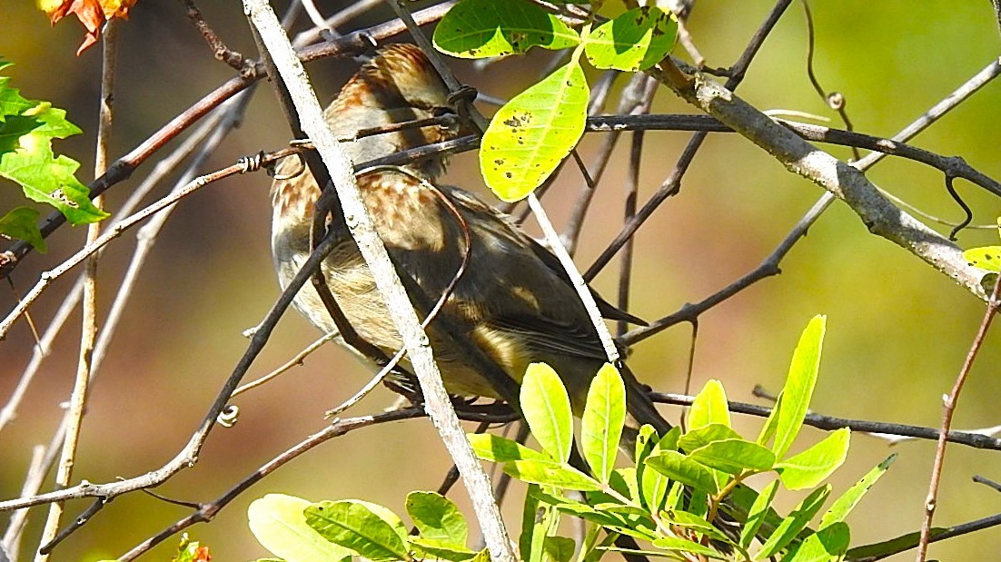 White-crowned Sparrow - ML646558000