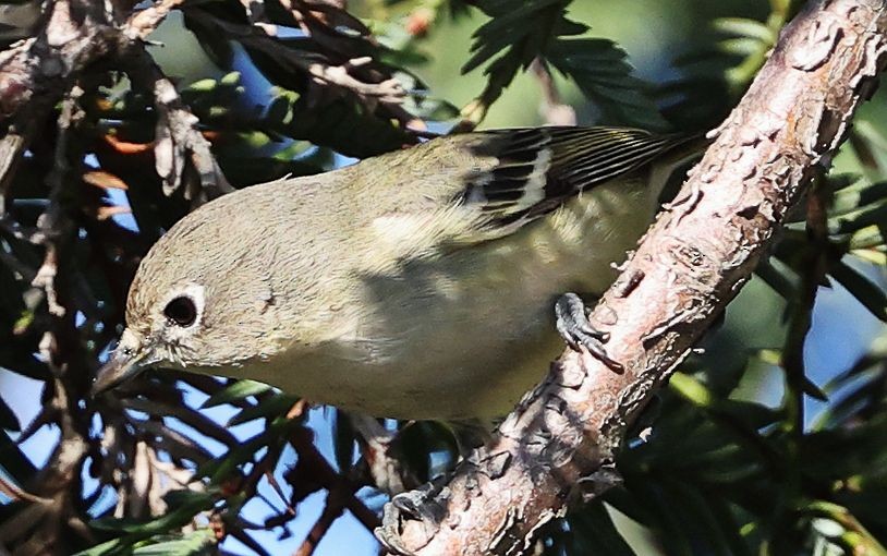 Cassin's Vireo - ML646558001