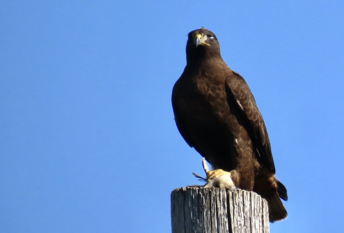 Red-tailed Hawk - ML646558002