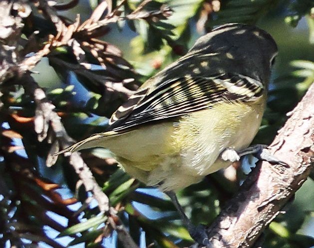 Cassin's Vireo - ML646558004