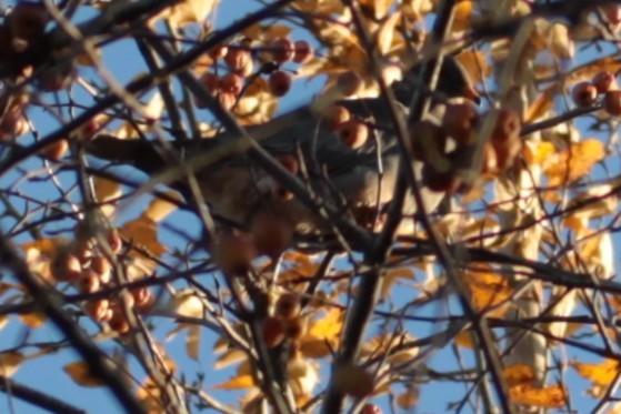 Band-tailed Pigeon - ML646558005