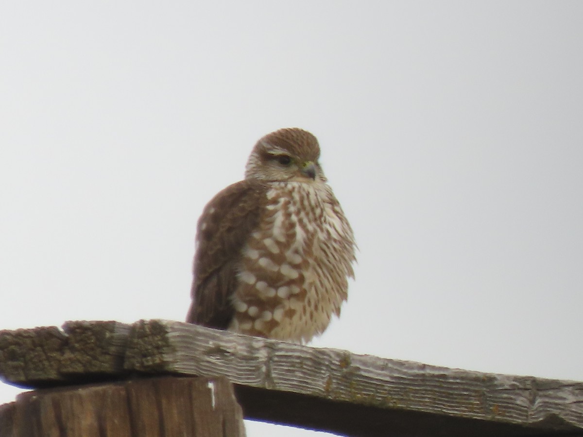 Merlin - ML646558007